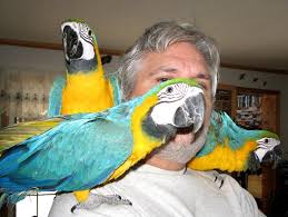 Image result for baby macaw parrot for sale