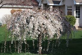 Image result for cherry tree varieties pictures