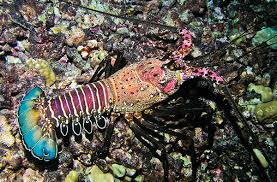 Image result for lobsters.