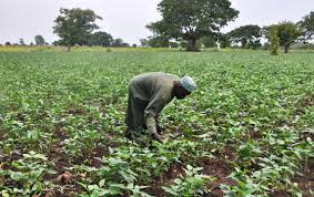 Image result for crops grown in nigeria