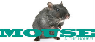 Image result for house mice