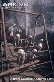 Image result for african grey parrot for sale