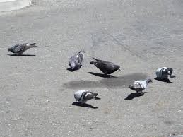 Image result for pigeons
