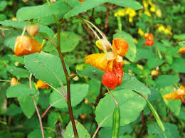 Image result for jewelweed