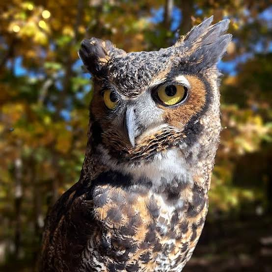 Great Horned Owl - Cecil - World Bird Sanctuary
