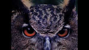 Adaptação Impossível? Filme Explora Melville no Cinema!