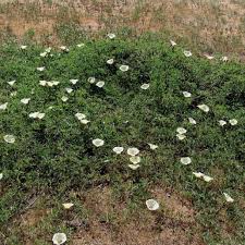 Image result for Merremia kentrocaulos