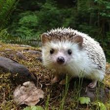 Résultat de recherche d'images pour "row of hedgehogs"