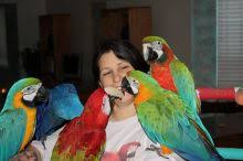 Image result for baby macaw parrot for sale