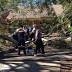 Tree that killed 8yo schoolgirl Bridget Wright not believed to be...