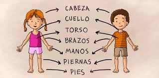 Resultado de imagen para cuerpo humano