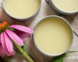 Echinacea salve
