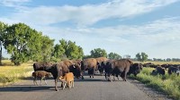Rocky Mountain Arsenal: Where the buffalo roam — again