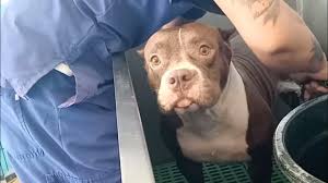 American Bully Basic Dog Grooming - YouTube