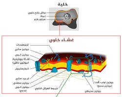 Image of الغشاء الخلوي في الخلية النباتية