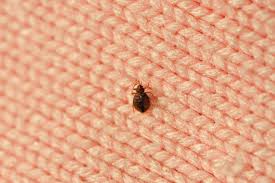 Tampa ranks among top 50 cities with bed bugs for 1st time