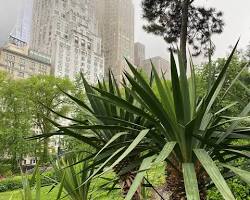 Image of Palm trees in Central Park