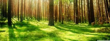 Znalezione obrazy dla zapytania forest