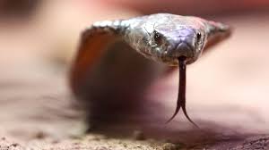 Schlange beißt bei Hotel-Show zu – Urlauber aus Bayern tot