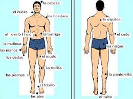 Resultado de imagen para cuerpo humano