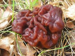 Image result for poisonous mushrooms
