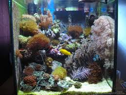 Aquarium von Freddy de Haas: Becken 5900
