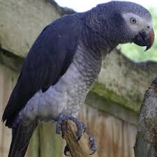Image result for african grey parrot for sale