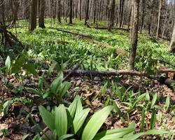 Image of Ramps growing in forest