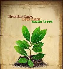 Image result for Tree plantation