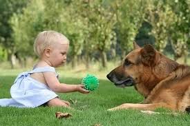 Kết quả hình ảnh cho play with pets
