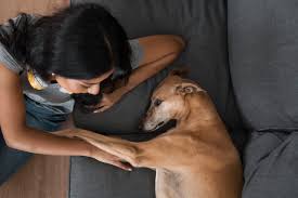 Agora há lei para compartilhar os pets na separação