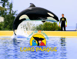 Resultado de imagen de imagenes de loro parque