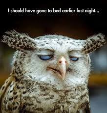 Image result for funny owls