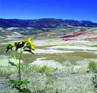 Image result for organisms and their environment