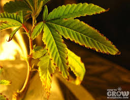 Image result for zinc burn in plants