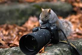 Resultado de imagem para Dia mundial do fotógrafo