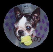 Image result for eyeball enucleation cattle