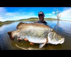 Image of Barramundi Fish