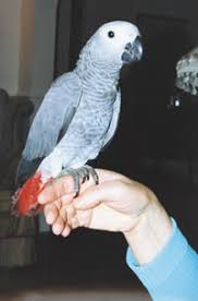 Image result for african grey parrot for sale