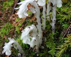 Image of Ghost Pipe
