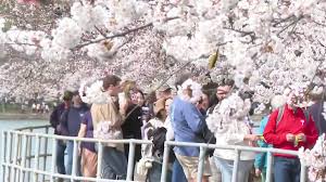 DC Cherry Blossoms Hit Peak Bloom: Tidal Basin Crowds & Traffic Surge
