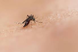 Four more DeKalb traps test positive for West Nile