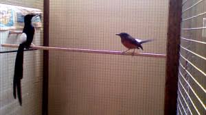 Hasil gambar untuk murai batu