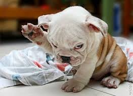 images?q=tbn:ANd9GcQJSqTI-SIOUD7BJw9pugz1Ud9HVCGX49mfKLHe4Ruh4YDQkD6trA