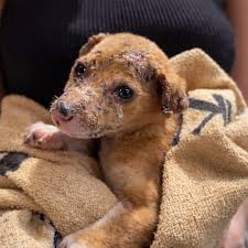 Worthy - Pongo was just a baby when fire erased her whole ...