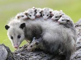 Image result for possums