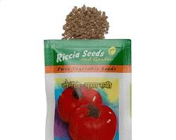Image of Pusa Ruby Tomato ON indiamart.com