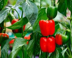 Image of Pepper plant