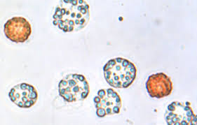 Image result for organisms and their environment