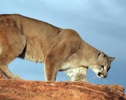 mountain lions in the Grand Canyon